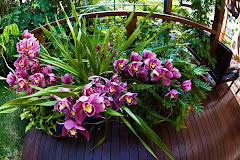 Orchids on our deck