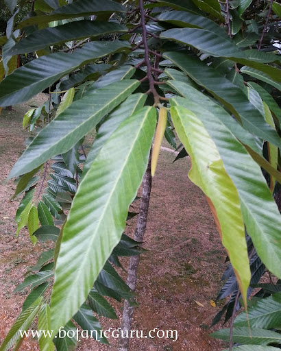 Shorea singkawang, Dark Red Meranti, Meranti Merah