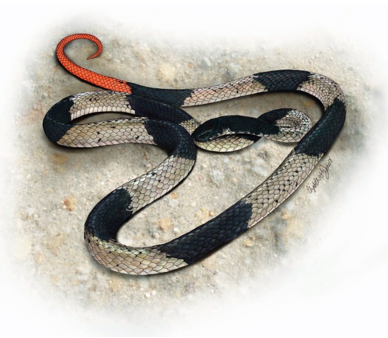 Змея семейства аспидовых. Calliophis melanurus. Змея с оранжевым хвостом. Змея пока. Calliophis biviragus.