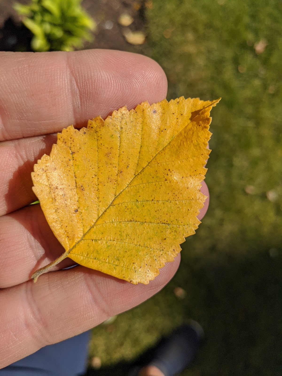 River Birch Going Yellow in Early August 2020