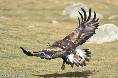 Àguila daurada (Aquila chrysaetos)