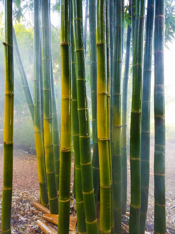 Bamboo from Florida for Privacy & Beauty. FastGrowing, Non