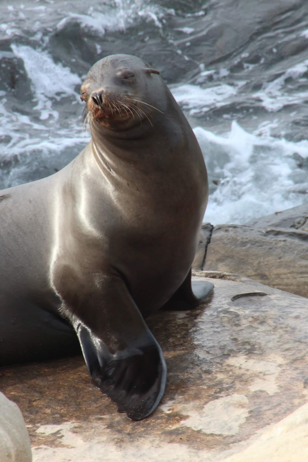 san diego: dialed in: World Sea Lion Day - May 30, 2019