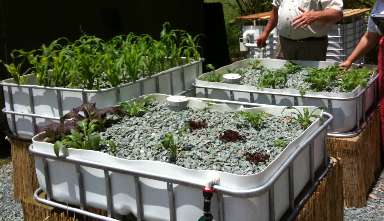 Aquaponic garden kit