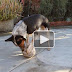 This trained dog is on a whole different level (See Video)