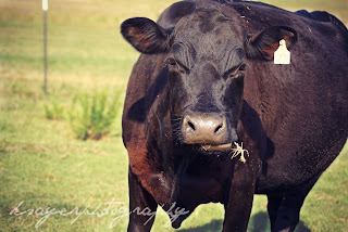 Cow with Attitude