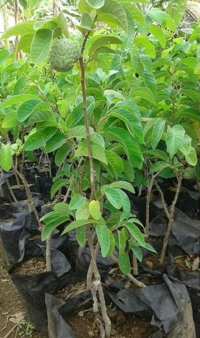 bibit pohon srikaya istimewa Kolang