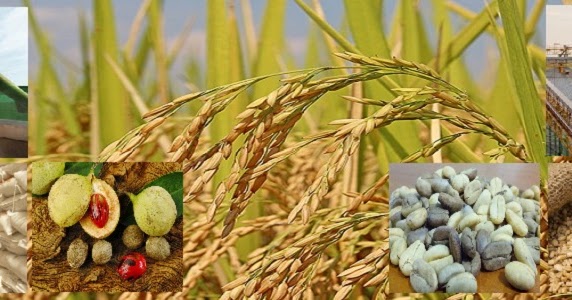 Flow Agent Kujatama Zeo Indonesian Natural Zeolite