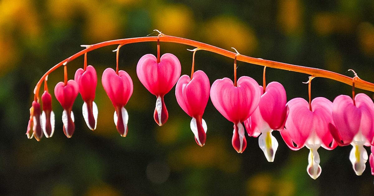 El Magazin de Merlo HOY conoceremos el CORAZÓN SANGRANTE, una