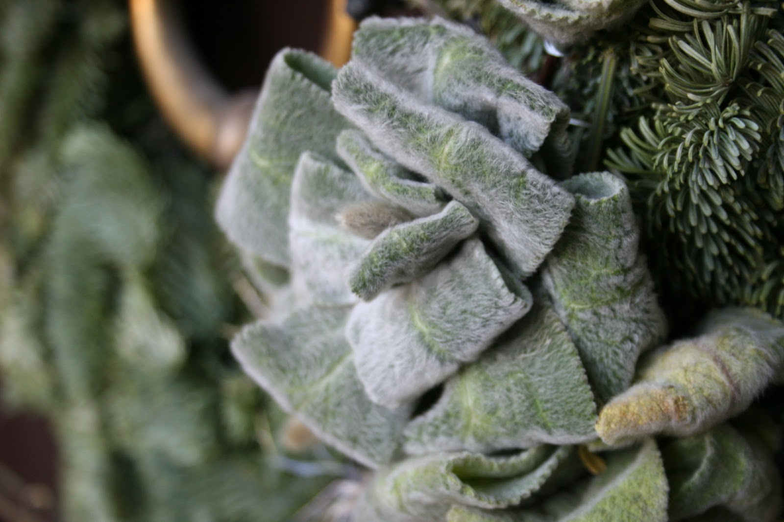 Prairie Thistle How to Create Lamb's Ear Roses