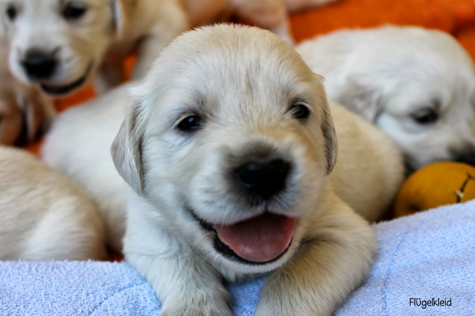 Hundebabys Hundebabys