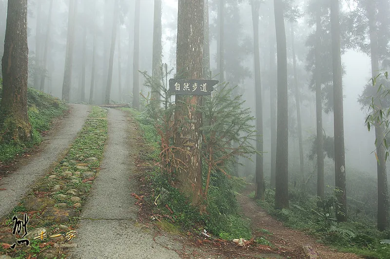 奮起湖石棹景點|龍雲休閒農場森林步道|鐵達尼石 五彩石