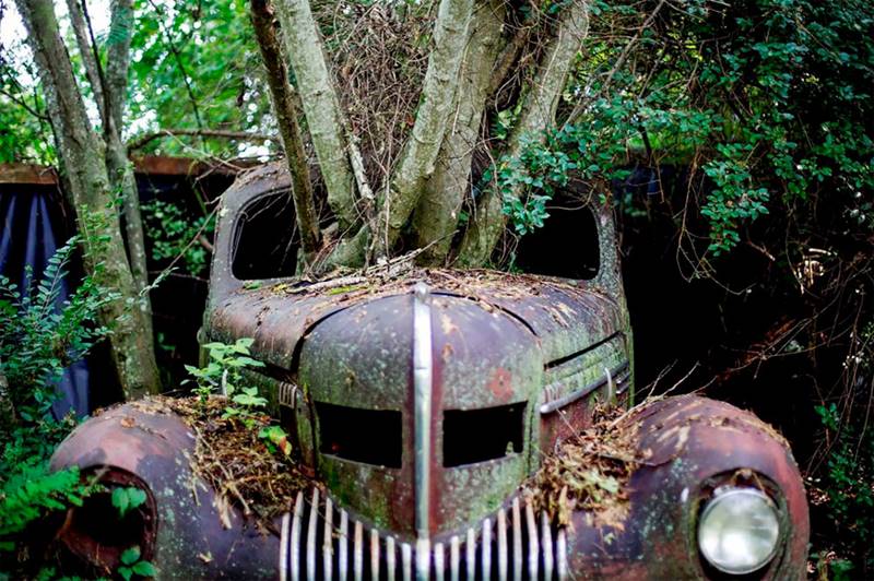 Tree growing through car, trees have grown in these old cars, tree grow inside the car, mother-nature, Trees Growing Through Classic Cars