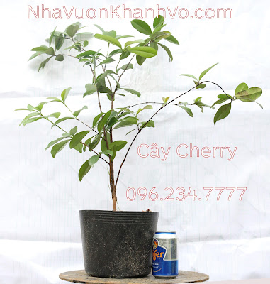 Cung cấp cây Cherry giá rẻ, chất lượng tốt