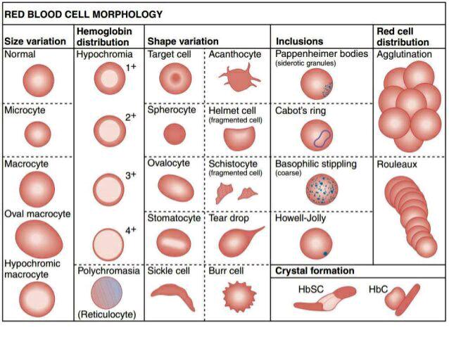 Red Blood Cell Morphology Grading