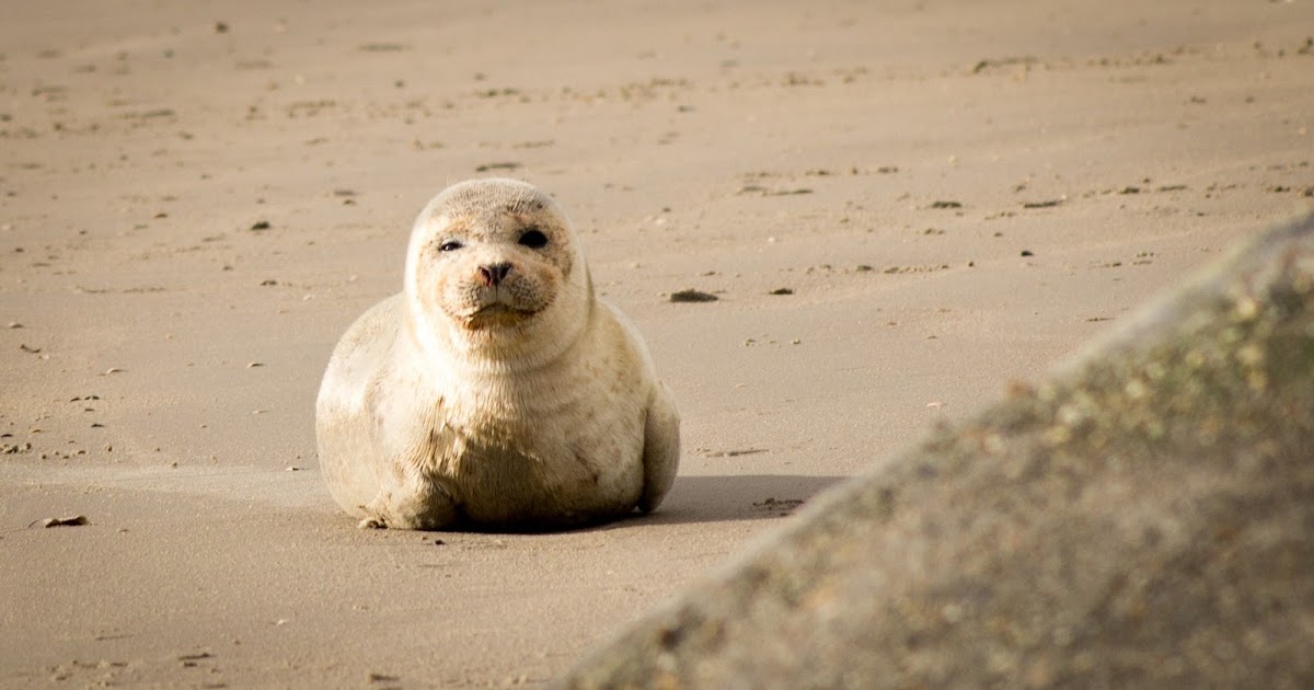 Ini Bedanya Anjing Laut Singa Laut dan Walrus