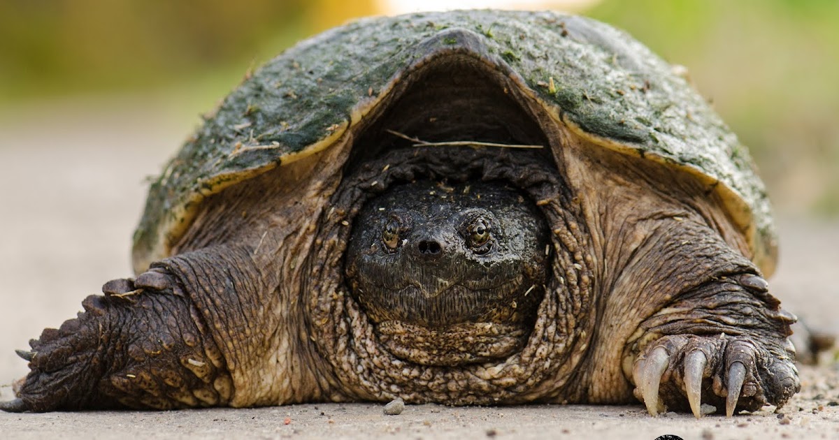 Coldblooded Winter How Turtles Hibernate Nature Notes Blog