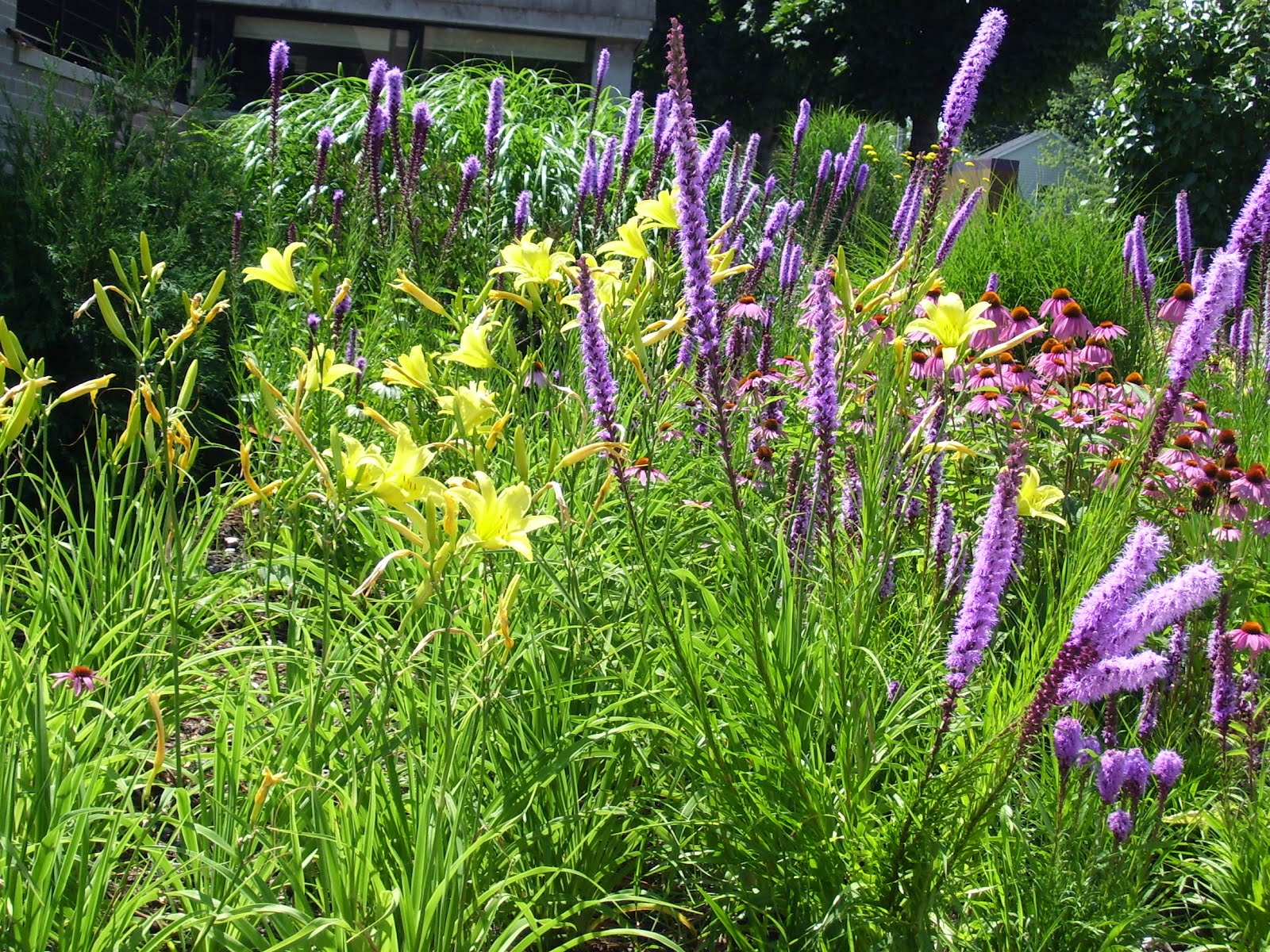 Talking to Plants Underplanting and Groundcovers Some Examples of
