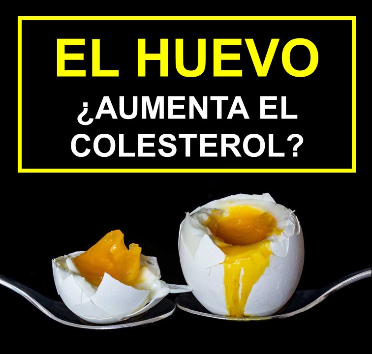 NUTRIXITA Todo sobre el huevo su colesterol y ¿cuántos huevos puedo