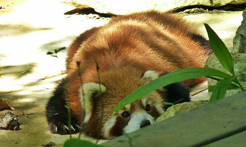 panda rosso chengdu cina