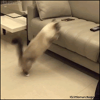 Cute Cat GIF • Adorable kitty needs love and want to cuddle with his Dad [ok-cats.com]
