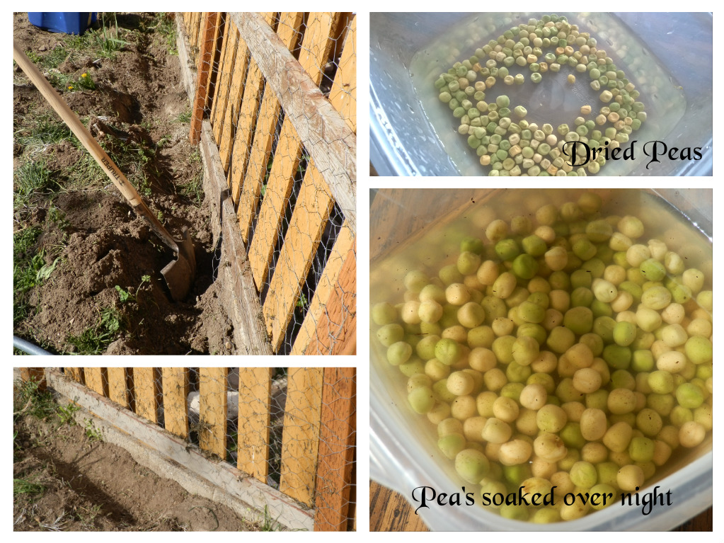 Our Bit of Dirt Planting Peas