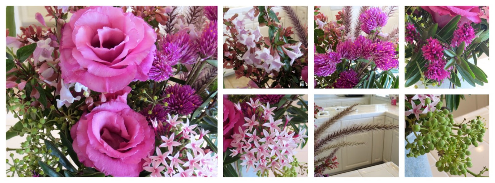 Adorable Abelia Steemit