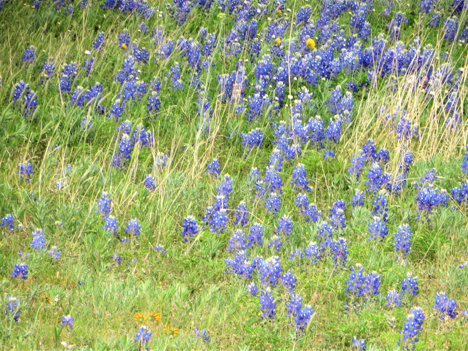 Travel Bug Garden City, Kansas, Here We Are Thursday, April 29, 2021