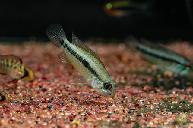 Apistogramma cf. pertensis