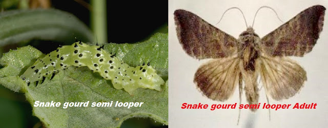 Snake gourd semi looper