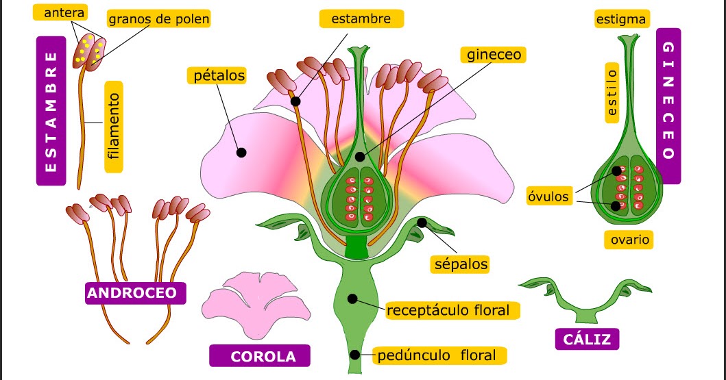 Biología y Geología 1º ESO Órganos reproductores de plantas