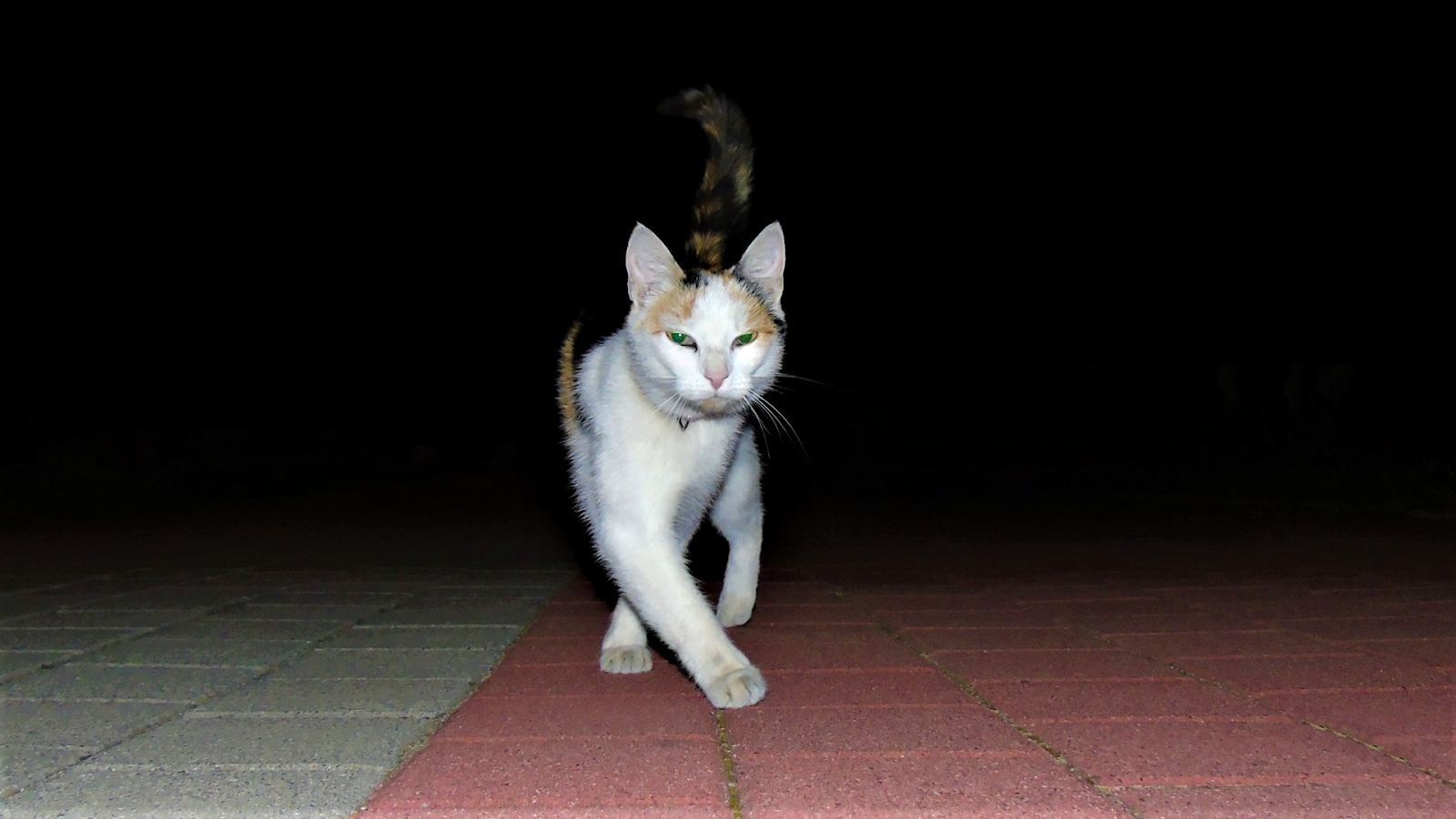 Data zrobienia zdjęcia: 9 sierpnia 2020