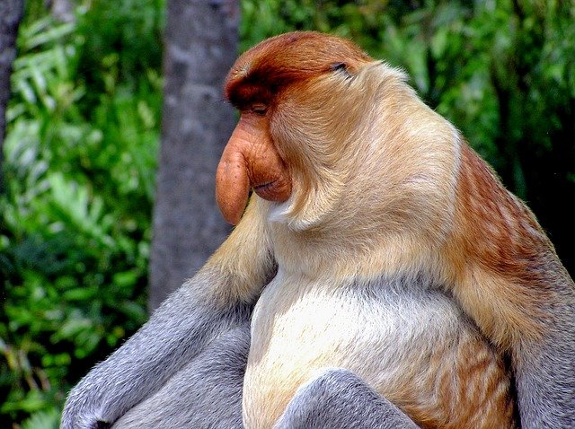 Meet The Giant Nose (Proboscis) Monkey - Endemic to Borneo - BorneoScape
