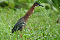 Green heron 'maculata', Pointe Noire Guadeloupe - by Paleixmart, May 2007