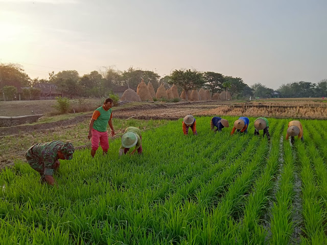 Babinsa Bantu  Penyiangan Tanaman Padi