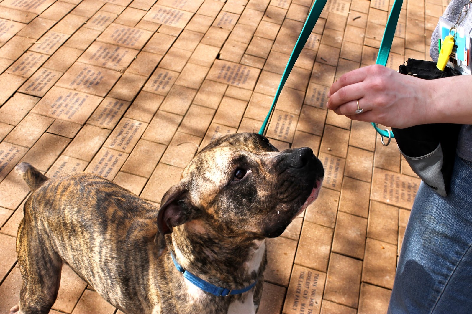 Sit Happens Animal Friends, Inc.