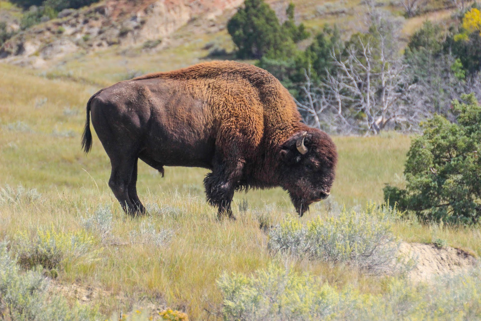 Cannundrums Bison North Dakota
