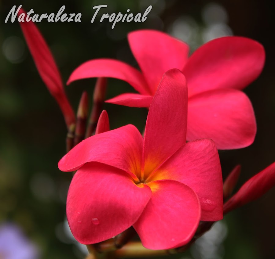 Flor del popular Árbol de Mayo, género Plumeria