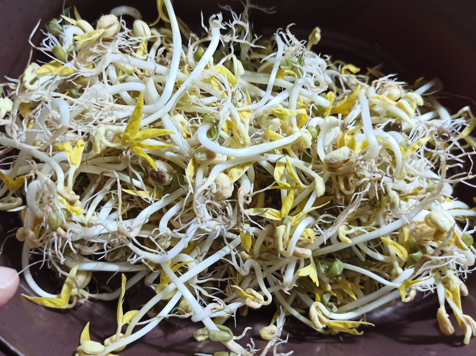 How to Make Homemade Non Bitter Mung Bean Sprouts Tutorial | Penniless Parenting