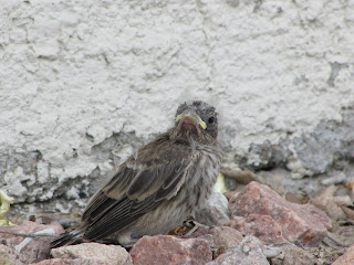 Baby Bird Sits on Rocks Photo