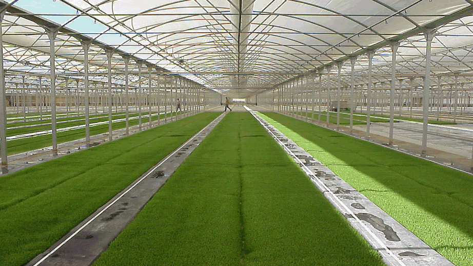 Aseel Hydroponics System استنبات الشعير Aseel Hydroponics System استنبات الشعير
