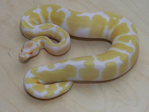 Yellow And White Snake 