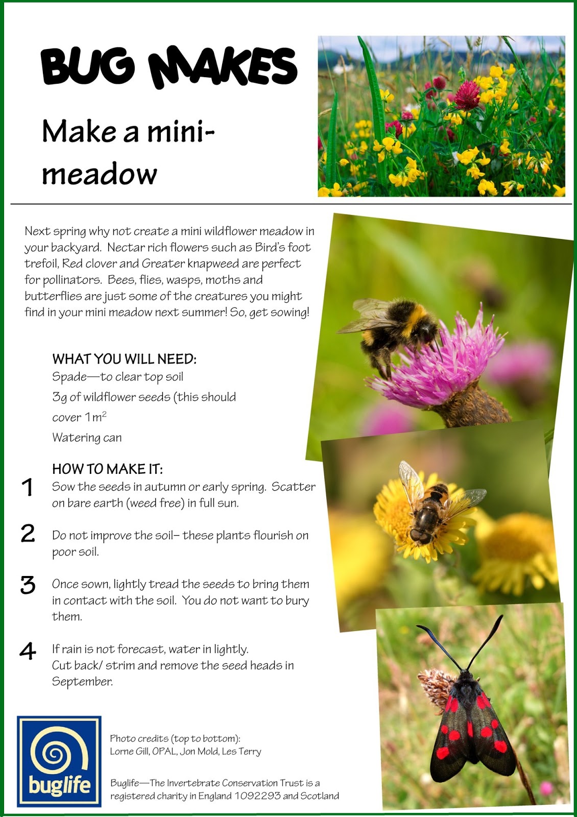 Welcome To The Green Heart Dens Blog Page How To Make A Mini Meadow welcome-to-the-green-heart-dens-blog-page-how-to-make-a-mini-meadow