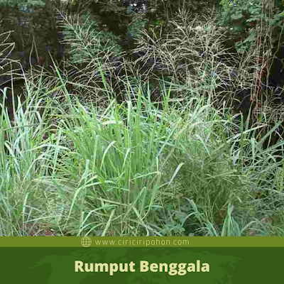 Rumput Benggala