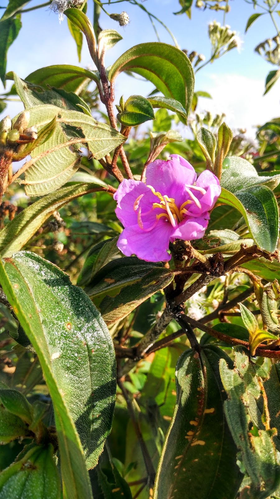 Beberapa Tanaman Liar Yang Bisa Menjadi Obat Ada Kah Ada Toh