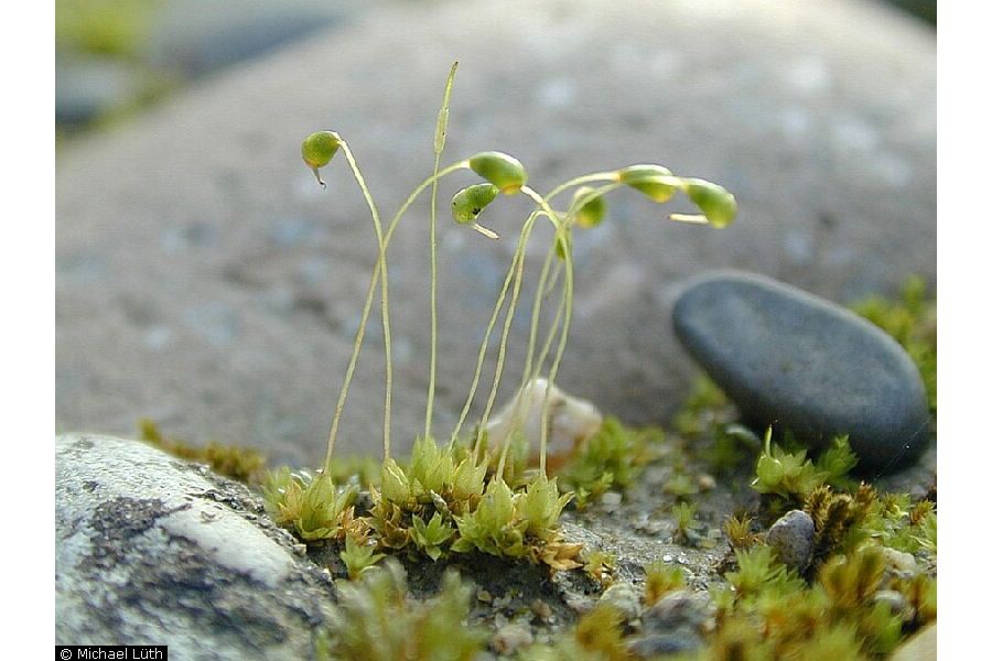 Exploring the Unique World of Funaria glabra Taylor Moss Outdoor Moss