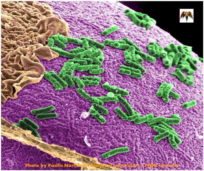 Cuántas bacterias viven en tu ombligo ما عدد البكتريا التي تعيش في