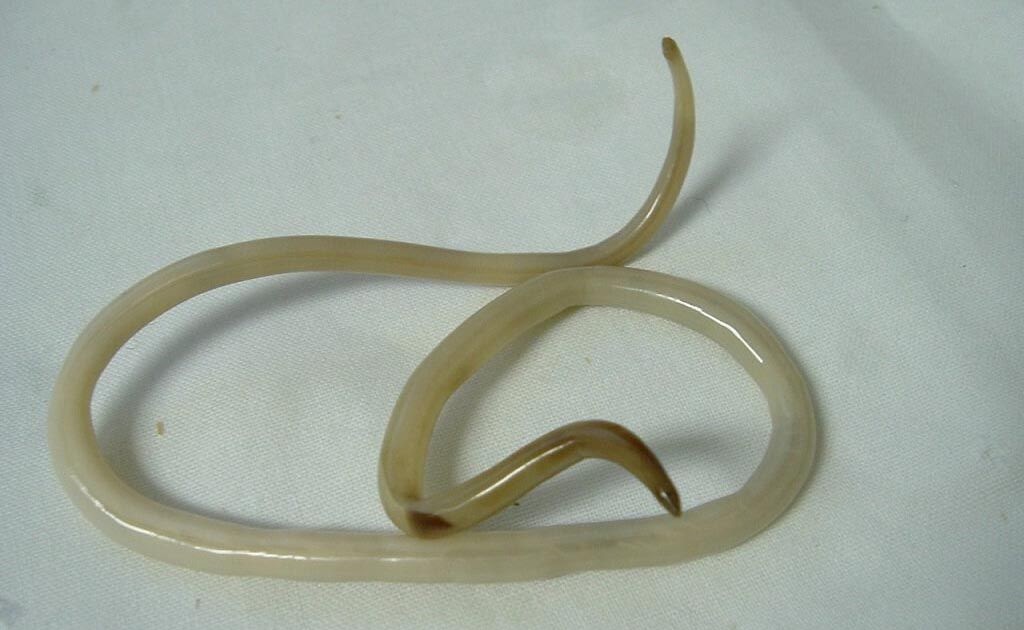 Oxiuros nematodos