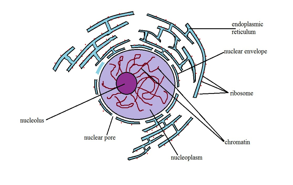 class 8 Cell Structure and Function Short notes science chapter 8