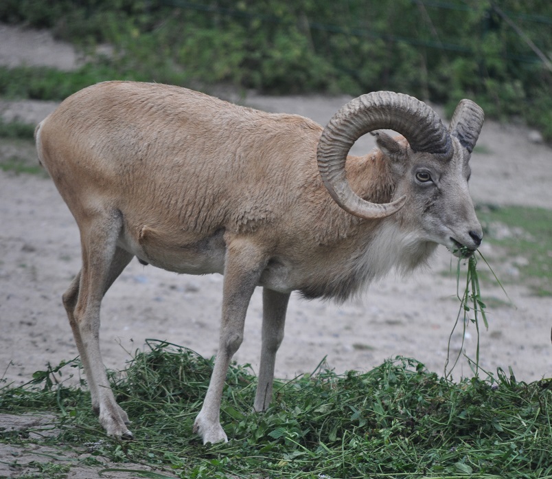 ZOOTOGRAFIANDO (6.100 ANIMALS): URIAL / URIAL (Ovis vignei)